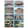 FROZEN SEA BASS FISH/SEA BASS FILLET